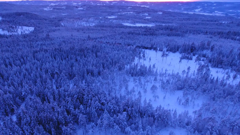 Aerial Shot Of Forest During Winter