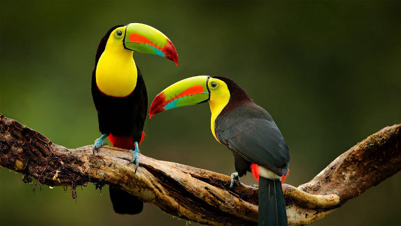 Música e Natureza - Música Relaxante e Vídeo com Lindas Aves - Relaxar