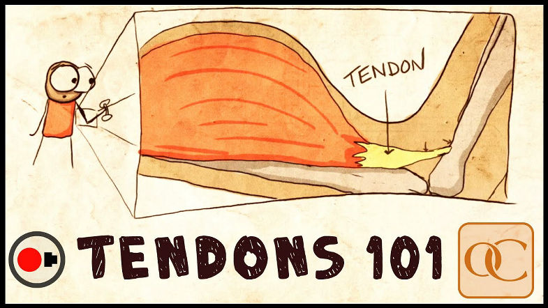 The Basic Science of Tendons Tendinitis