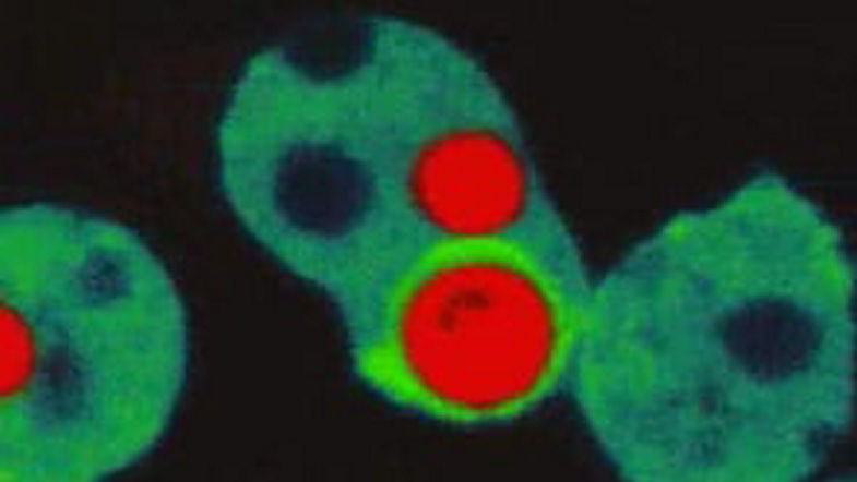 phagocytosis